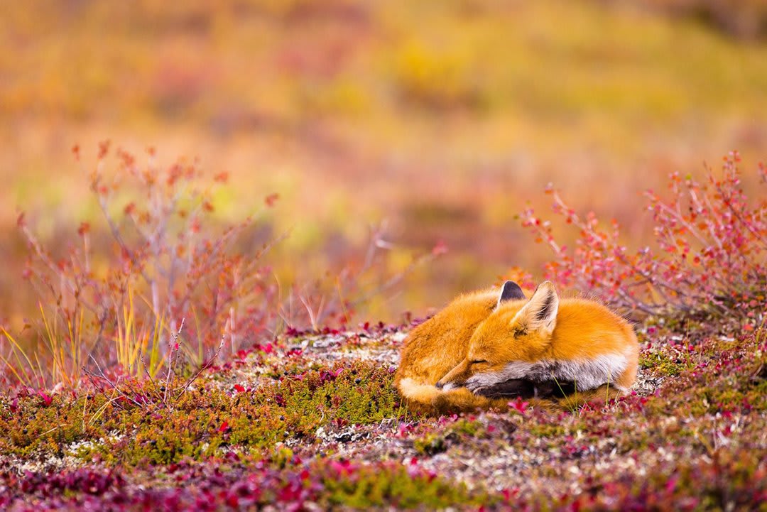 From stunning landscapes to magnificent wildlife, submit your best photography in out 2019 Nature’s Colors Photo Contest to win incredible prizes. Pictured above is 2018 Grand Prize Winner, Alan Krakauer’s shot, “Tundra Slumber.” Enter your best today!