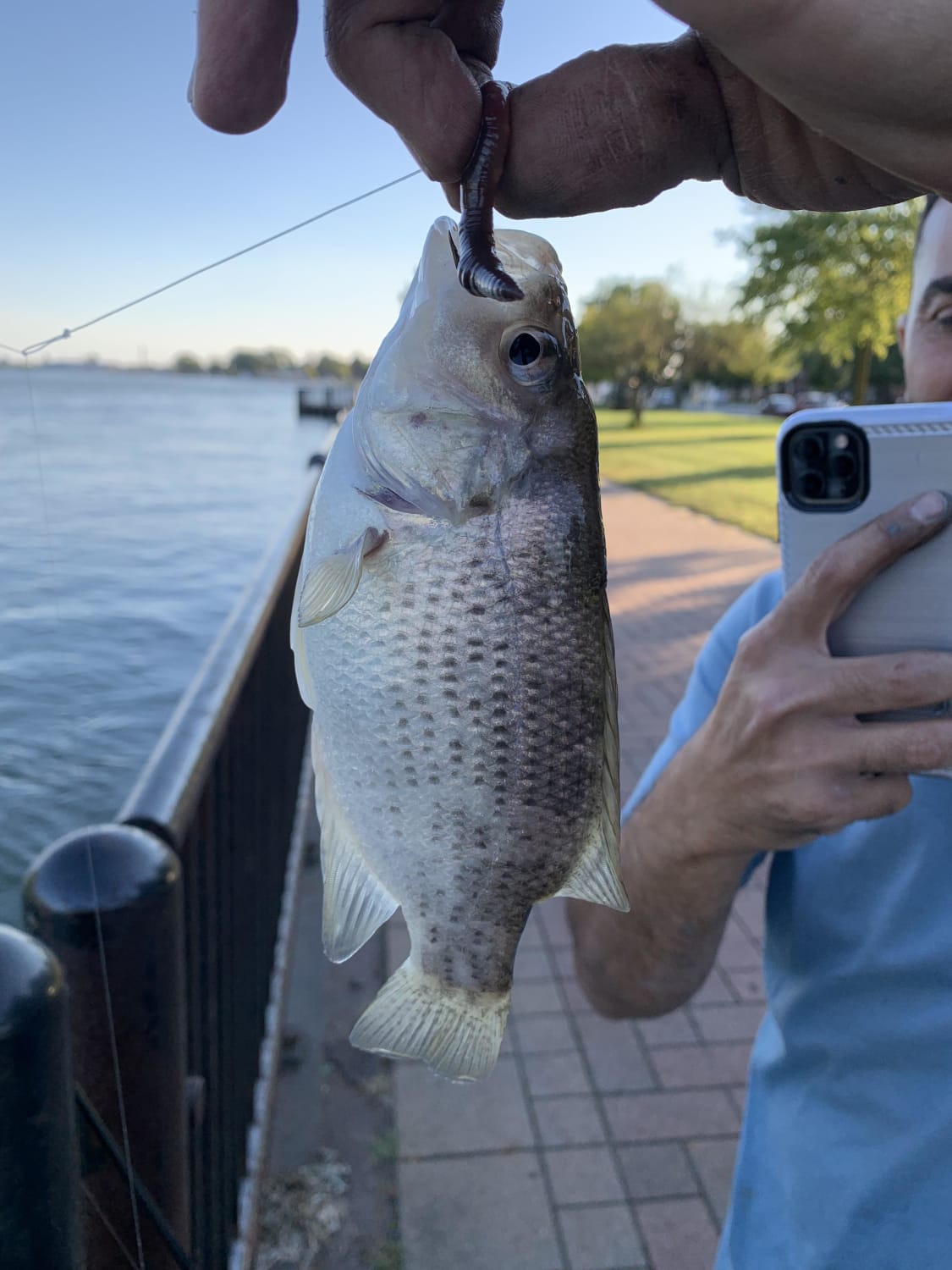 Interesting rock bass, any ideas why it’s so pale? (Caught out the Detroit river)