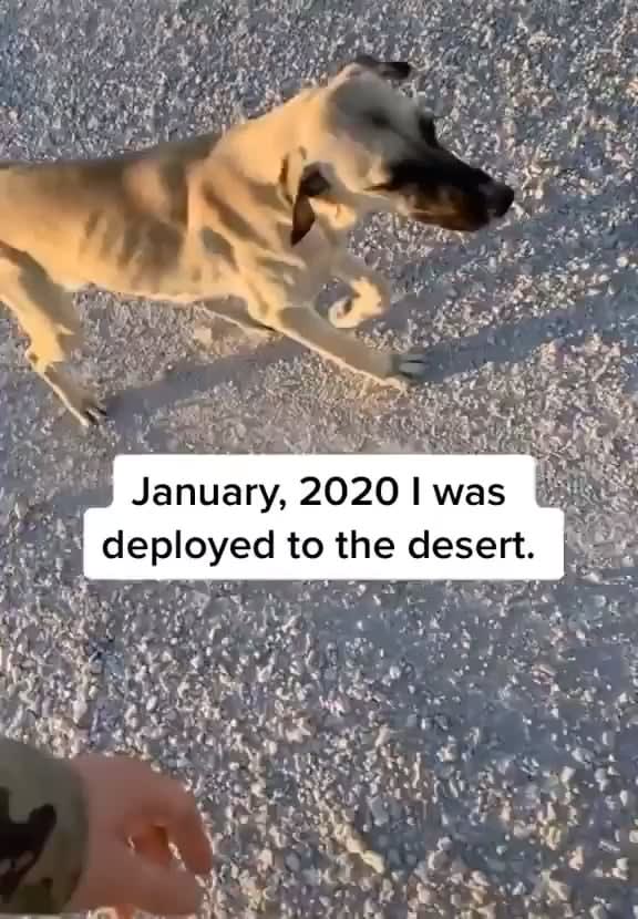 A soldier made a friend while deployed in the desert and brought him home. This dog couldn’t be happier