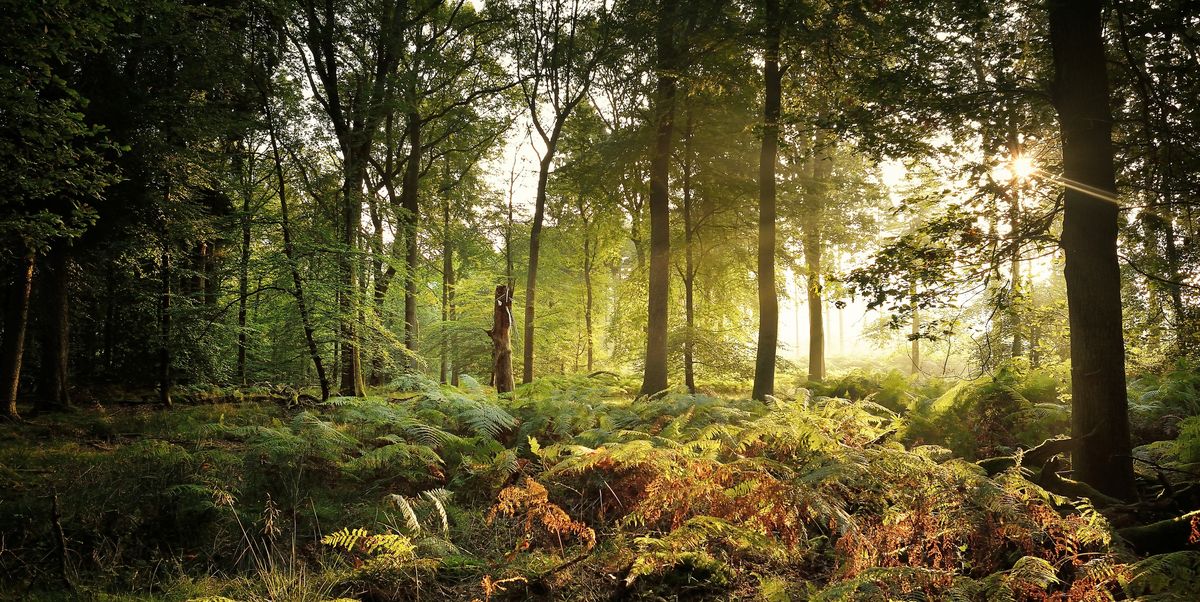 Join the Springwatch team on a virtual tour of the enchanting Forest of Dean