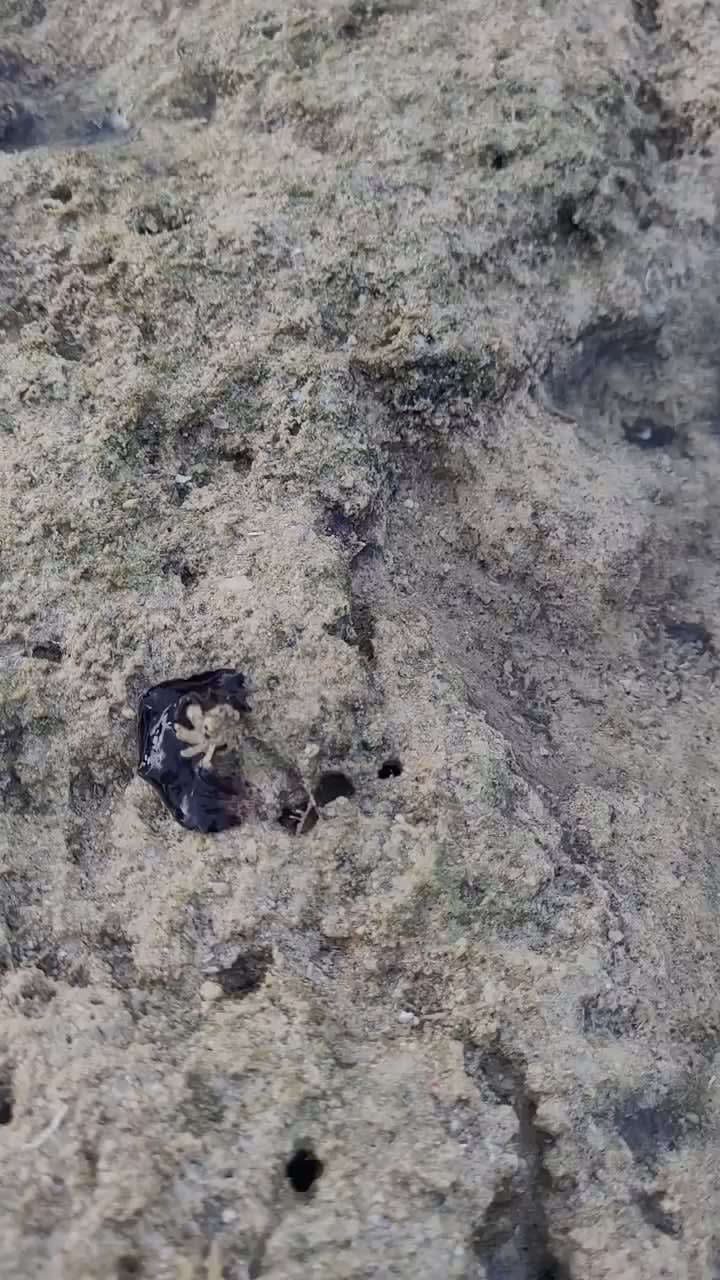 A marine flatworm with its crab prey at low tide. (Video credit to Kurt Cabahug)