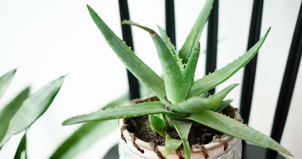 The 7 Best Houseplants for Stressed-Out People