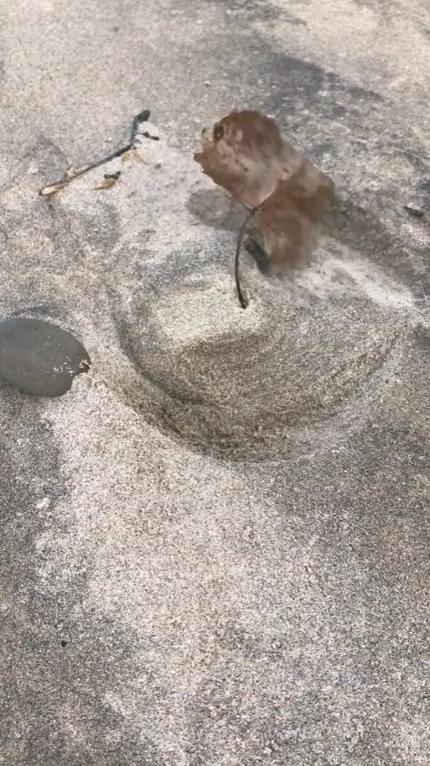 This leaf digging a small hole.by u/TheSamwell