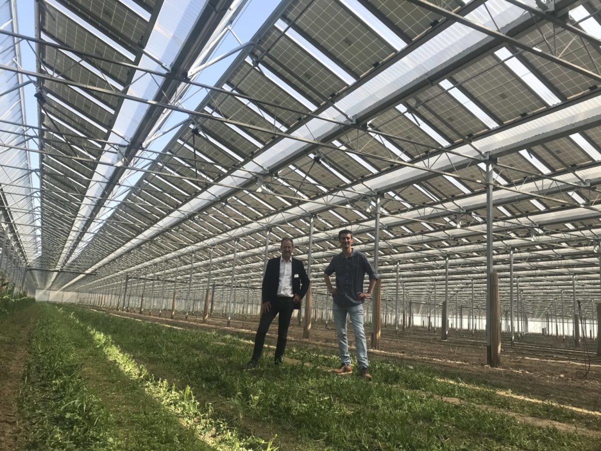 French photovoltaic greenhouse delivers 3.1 GWh and 4 tons/hectare of asparagus in one year