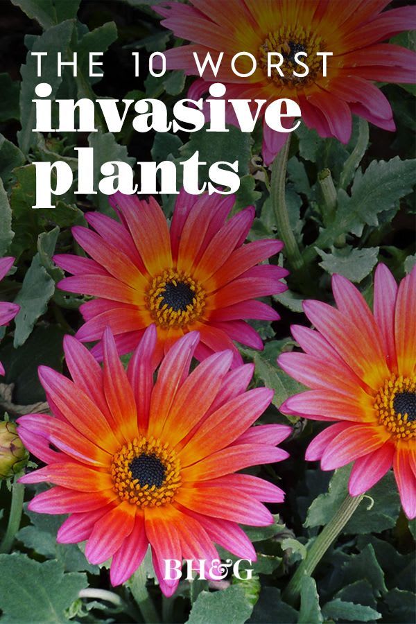 The 10 Worst Invasive Plants to Watch Out for in Your Region