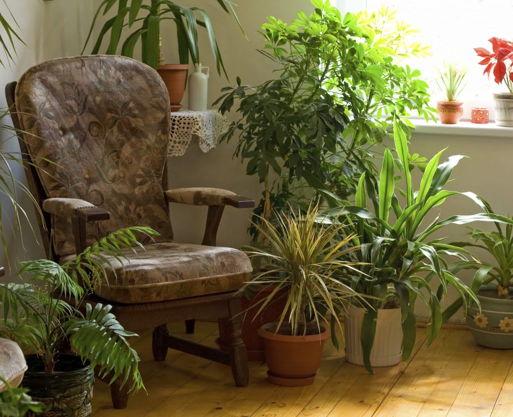 NASA's guide to the best air-filtering plants to have in your home