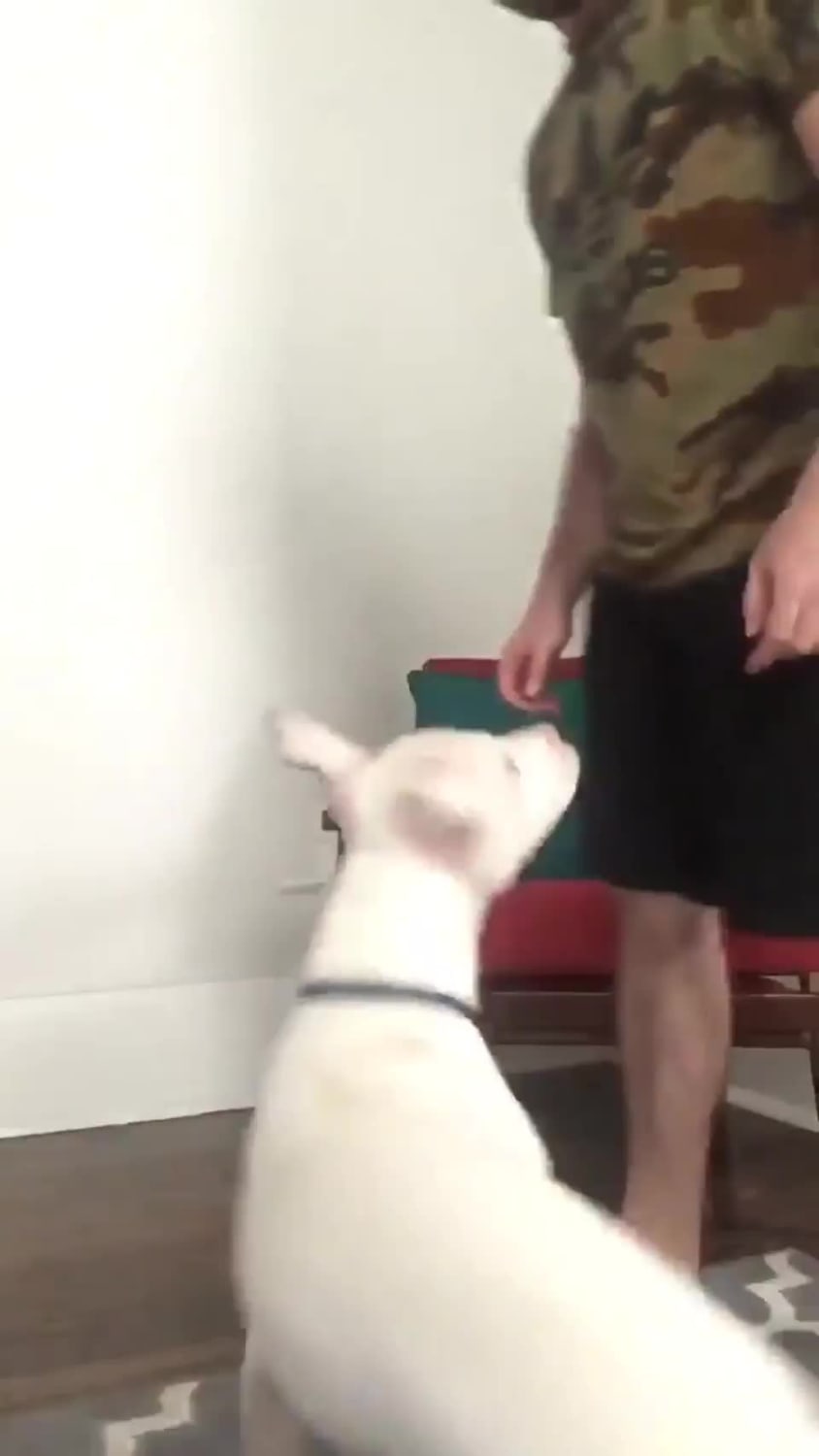 Guy says 'Walk' in sign language for his deaf dog
