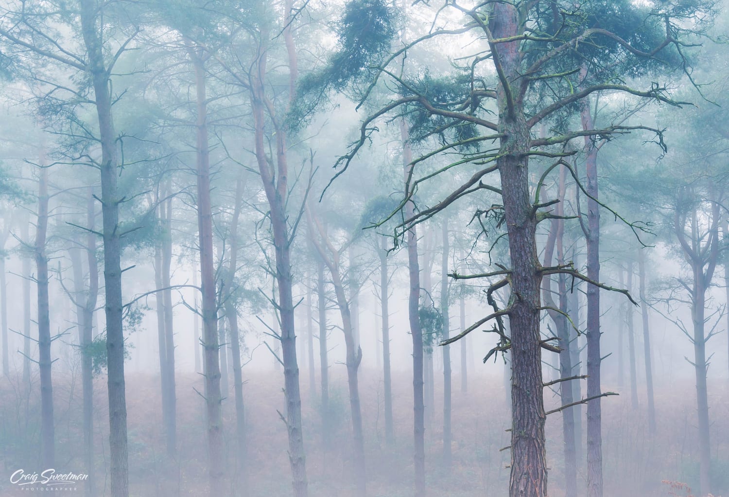Miss the foggy mornings... Kings Woods England