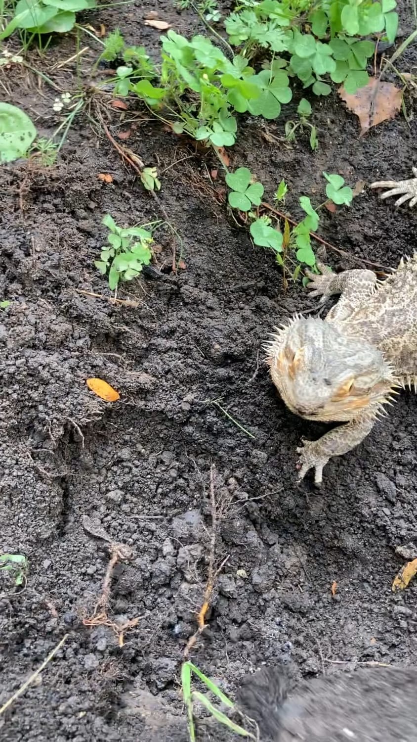 My buddy wanted to help me in the garden