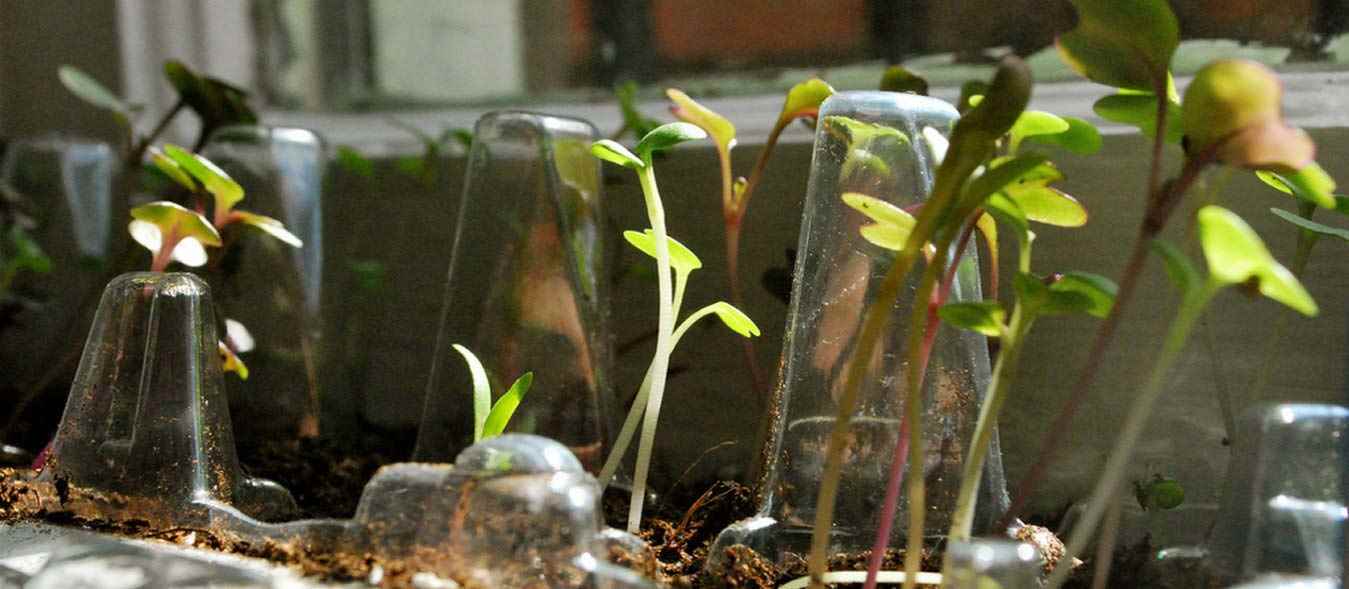 Turn a Spare Room Into a Grow Room: Produce Year-round Produce