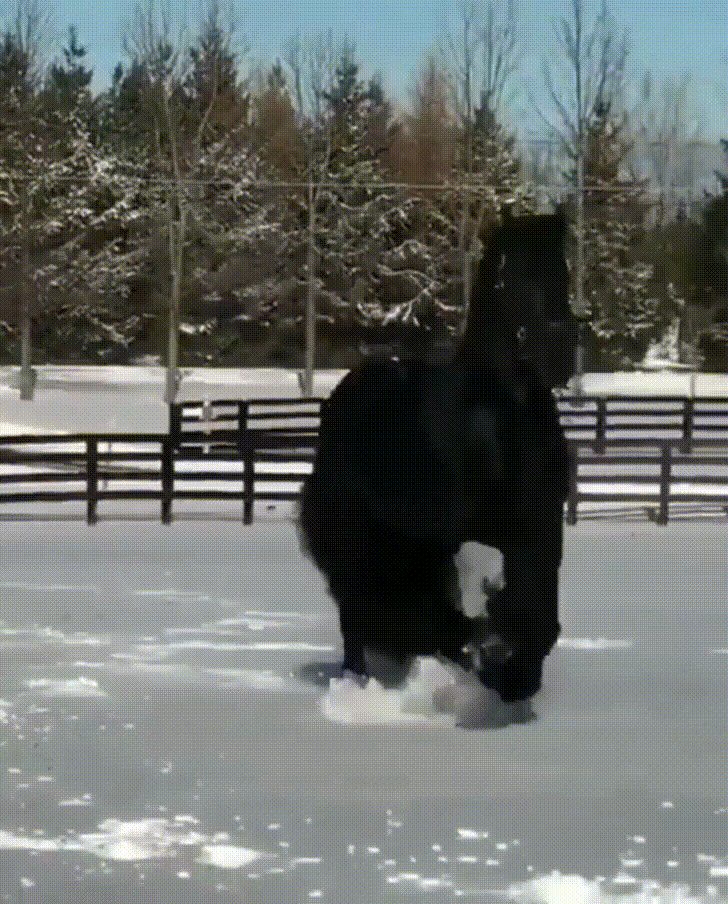 Beautiful Horse Enjoying the Snow