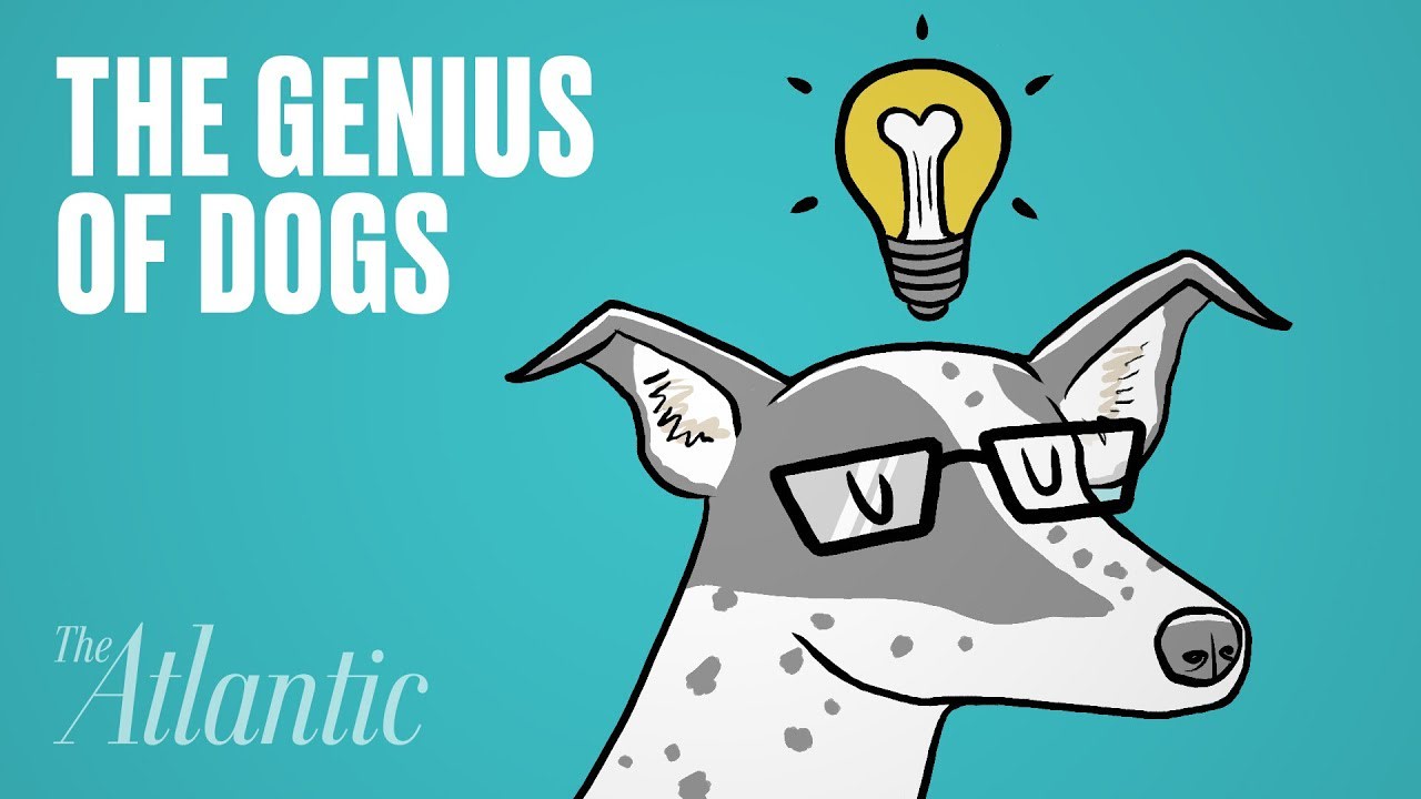 Dogs Have a 'Special Genius'