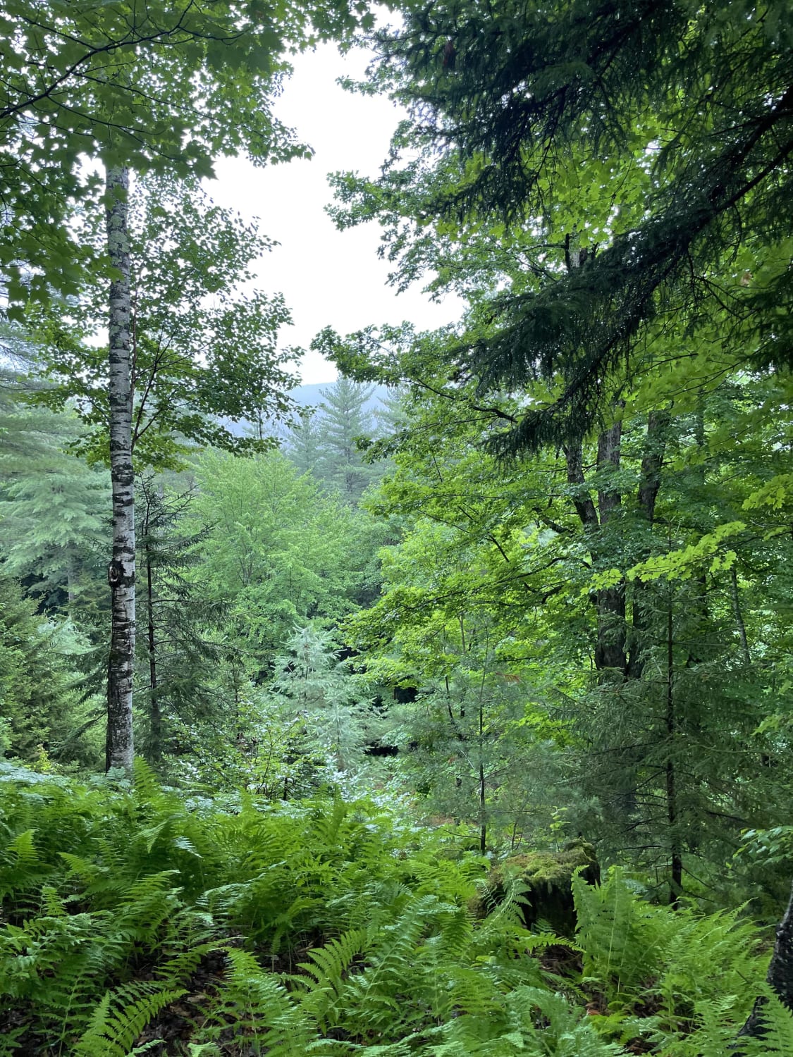 Stowe, Vermont (Cady Hill Forest)