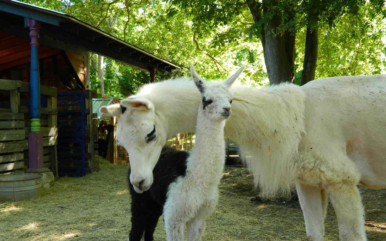 Wake up in a Bamboo Forest and Play With Llamas at This Atlanta Airbnb