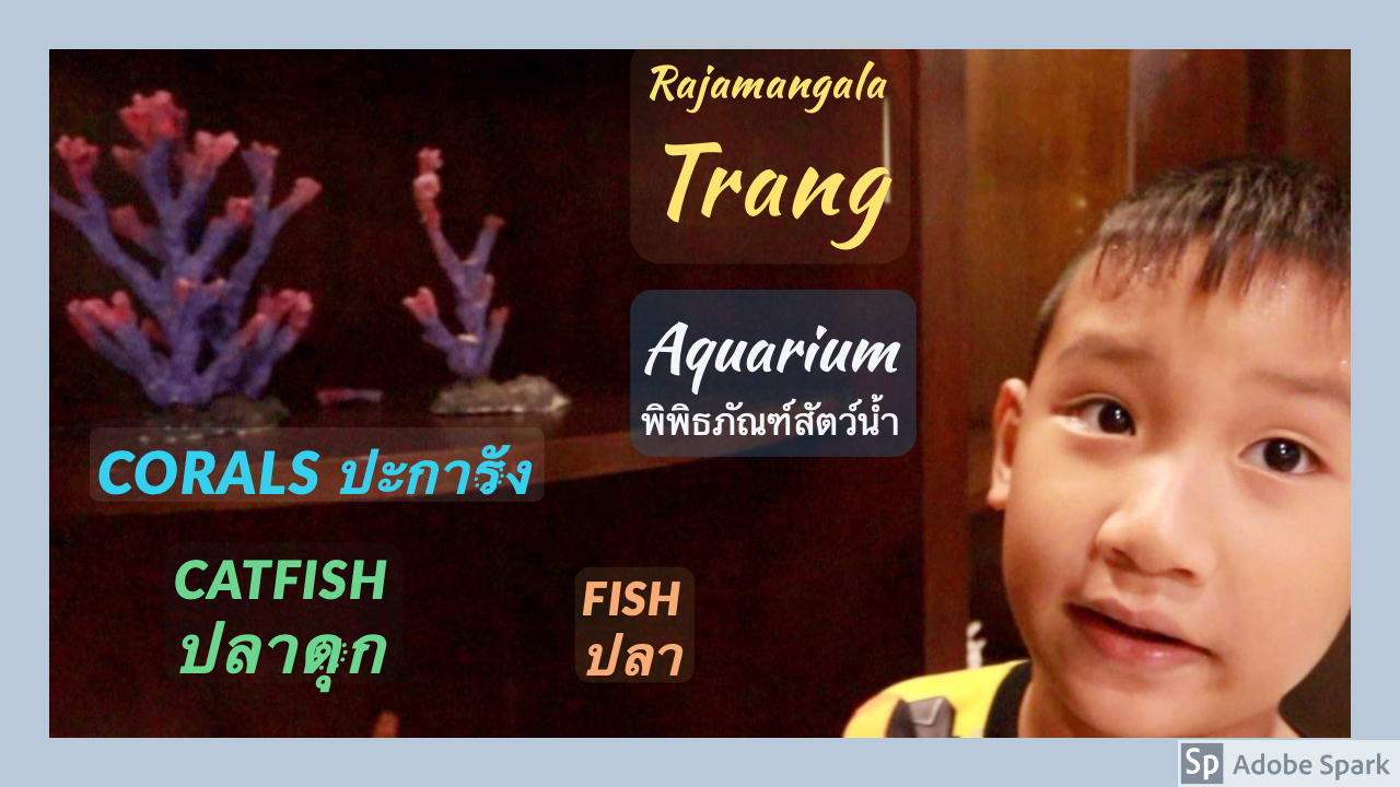 The Most Affordable Aquarium in Thailand? - MitchRyan's Blog