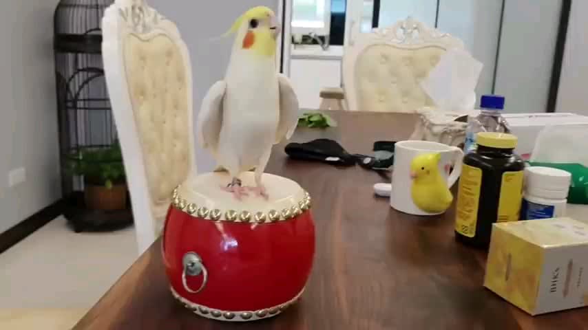 Cockatiel is most happy while drumming - That's Awesome!!