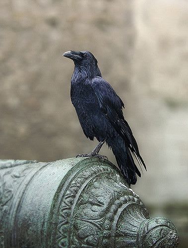 The Crow and Raven as Spirit Animals – The Keeper of Mysteries - Nettle's Garden - The Old Craft