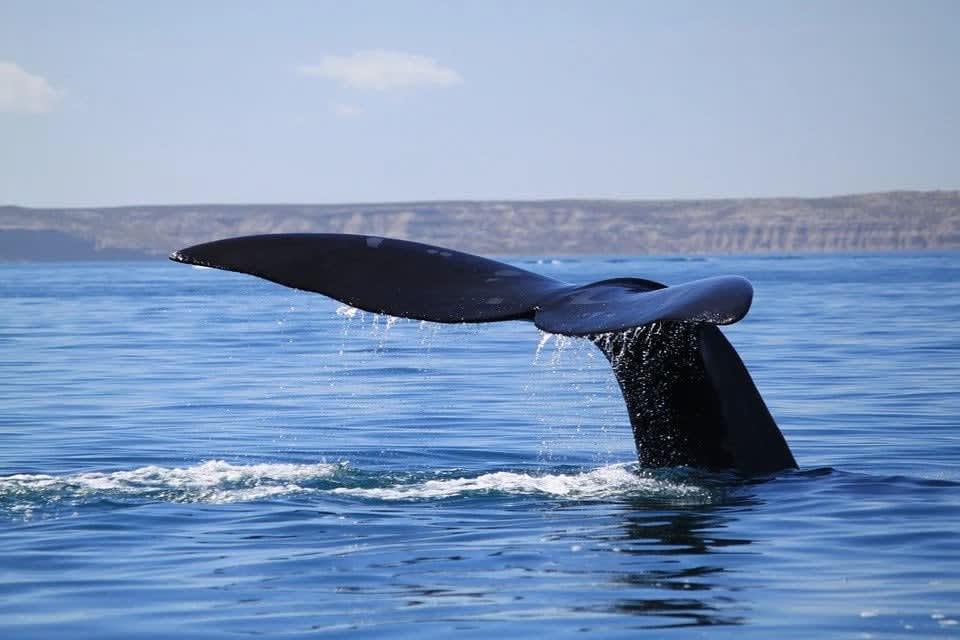 An incomplete timeline of whale conservation in the US and the world, from the "save the whales" movement until the most recent open letter signed by 350 whale scientists: a call to protect whales worldwide.