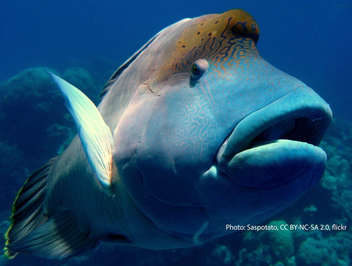 Say “hi” to the humphead wrasse! This whopping fish, known for its ...