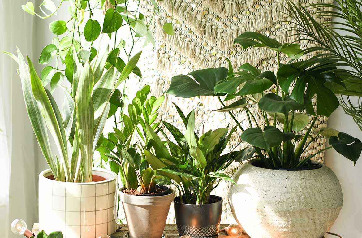 10 Stylish Planters That Give Your Plants a New Home for Less Than $30