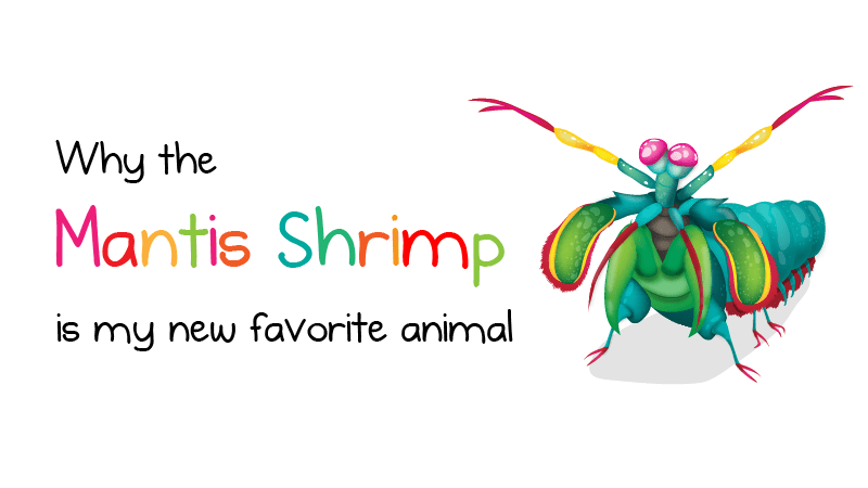 Why the mantis shrimp is my new favorite animal