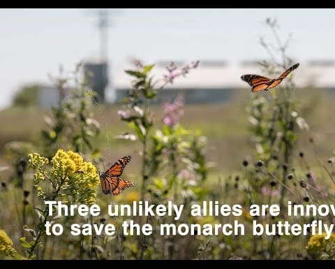 Three unlikely allies are innovating to save the monarch butterfly