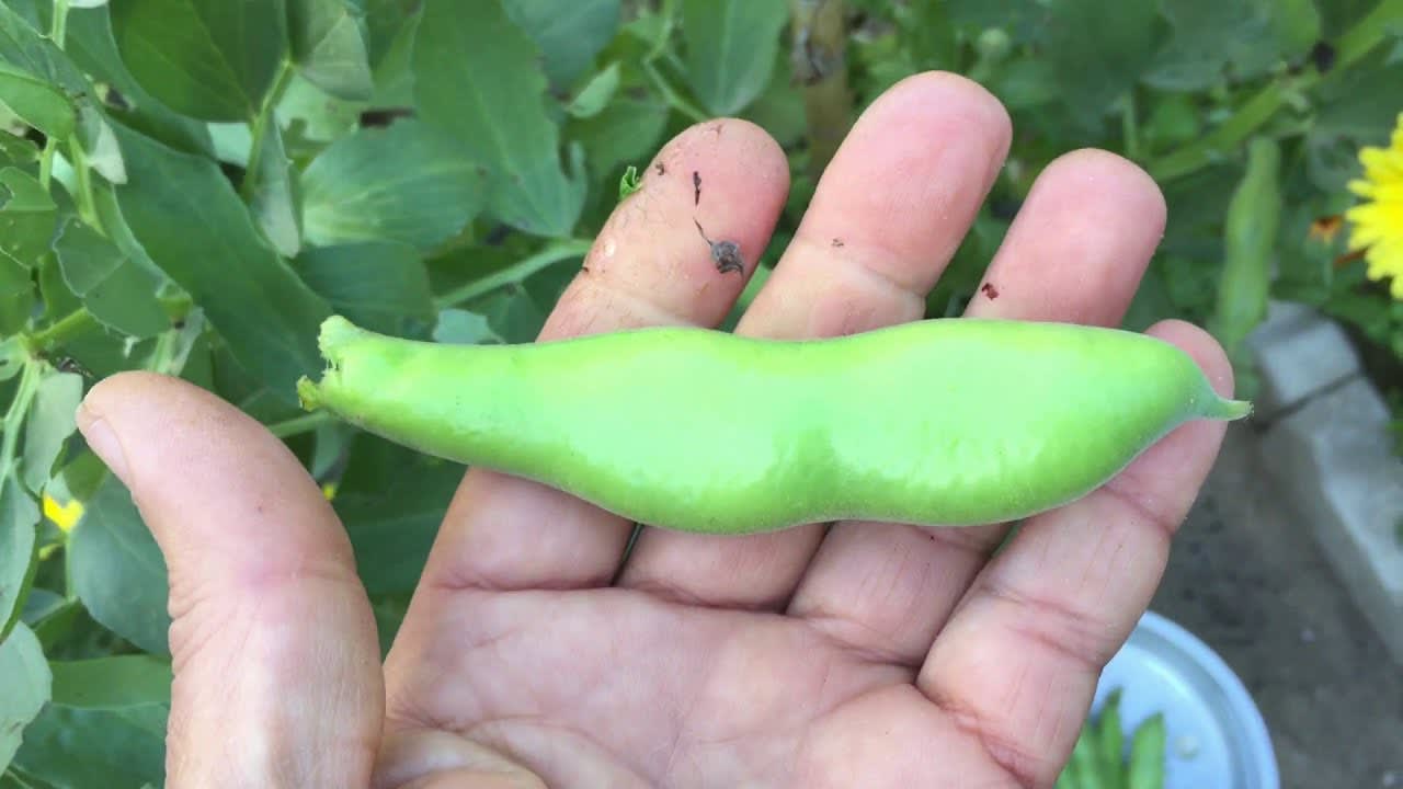 How to Harvest Broad Beans