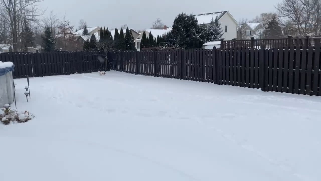 Puppy’s first snow zoomies