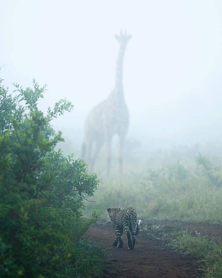 The ominous giraffe...