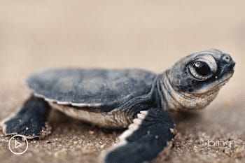 Watch Tiny Turtles Tumble Towards the Sea