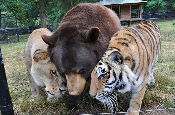 The tale of Shere Khan the tiger, Baloo the bear and Leo the lion is truly touching. The three of them were rescued together from a drug dealer who had abused them extensively. The three friends are now inseparable. They are under the care of the Noah’s Ark Animal Sanctuary in the U.S.
