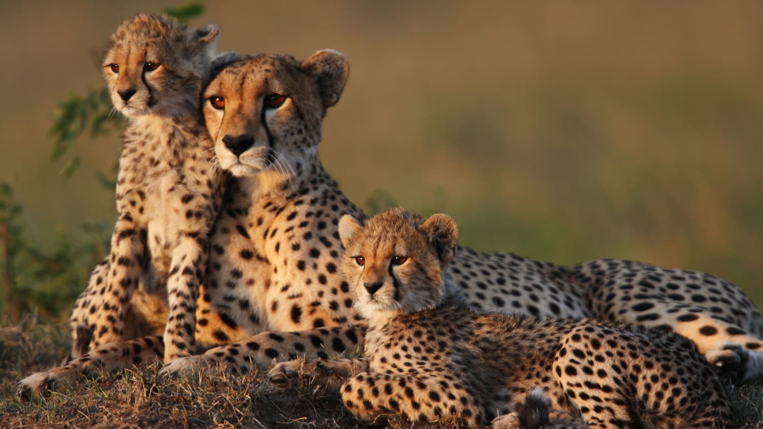 Inside the Matchmaking Service for Cheetahs