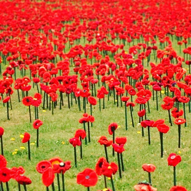 62000 Handcrafted Red Poppies
