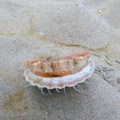 Mollusc On a Mission: Hilarious Scallop Scoots Away From Its Problems
