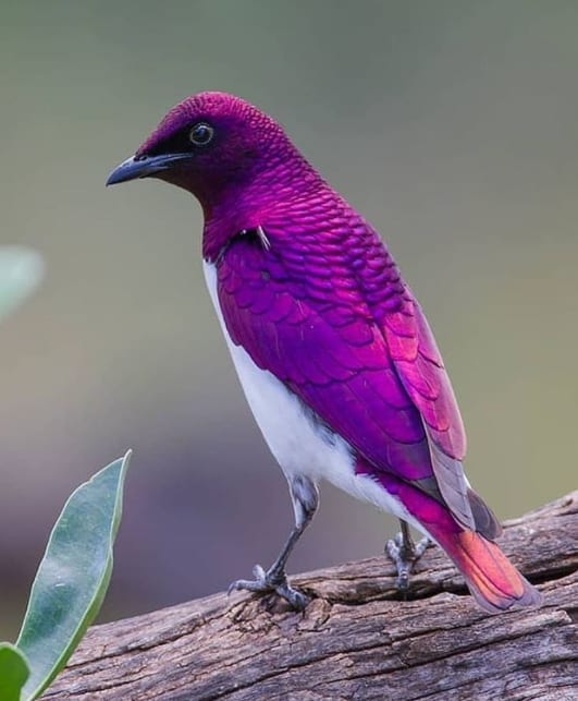 This Violet-Backed Starling