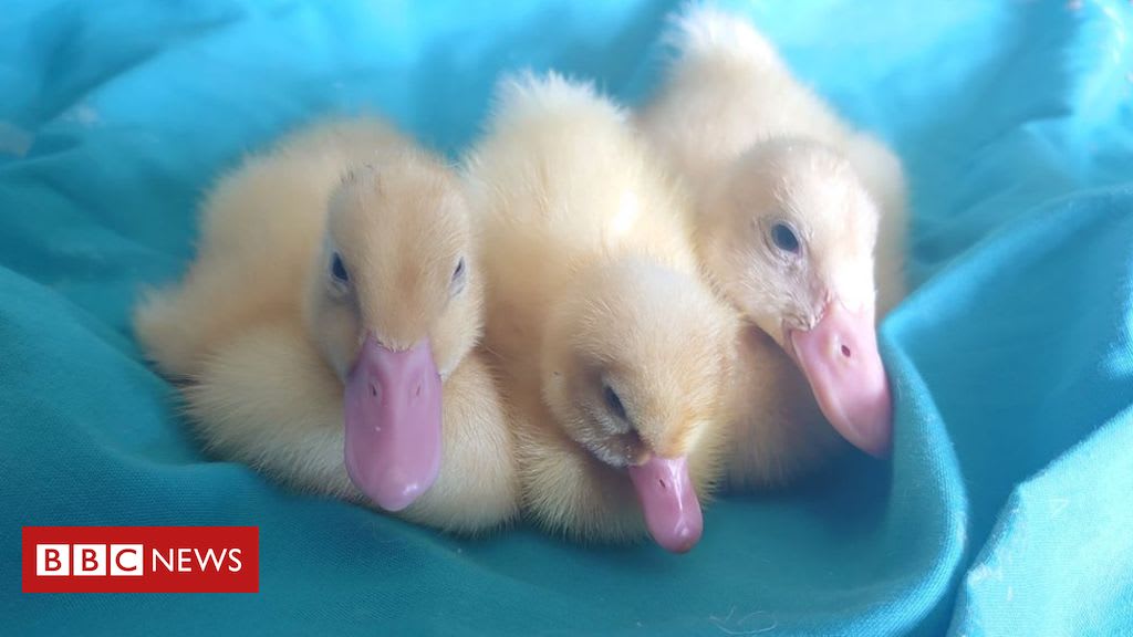 Woman hatches ducks from Waitrose eggs