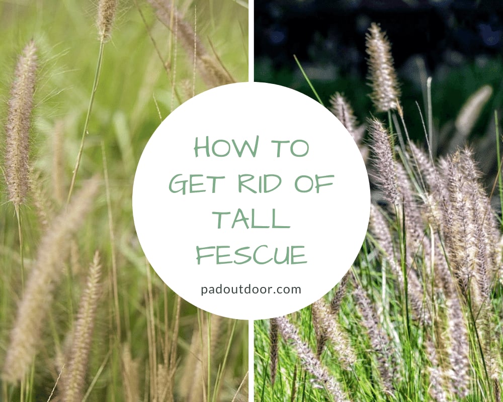 How To Get Rid Of Tall Fescue (Step-by-Step)