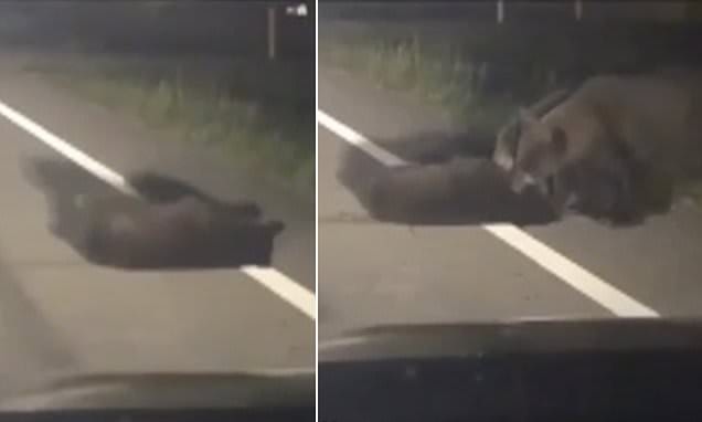 Three bears risk their lives to drag injured cub out of a busy road