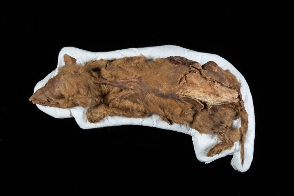 A 57,000-Year-Old Mummified Wolf Pup Was Discovered Frozen in Yukon Permafrost