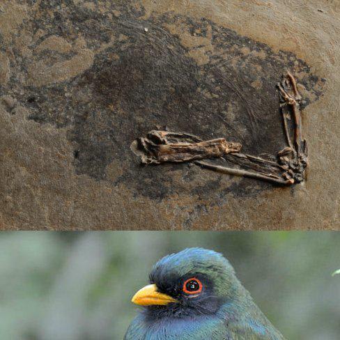 Scientists discover how birds and dinosaurs evolved to dazzle with colourful displays