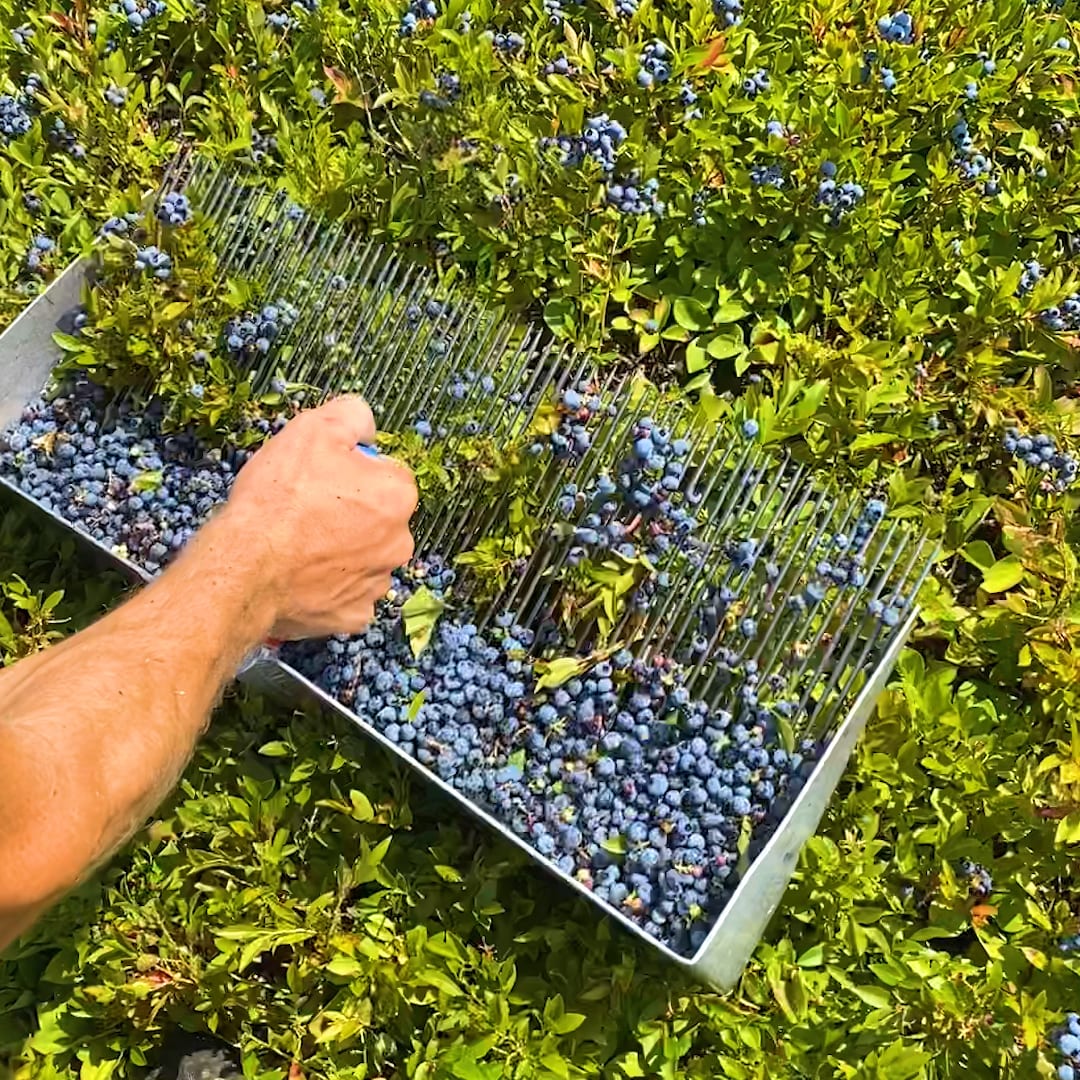 Located in Maine, Josh Pond is home to 150 acres of organic blueberries