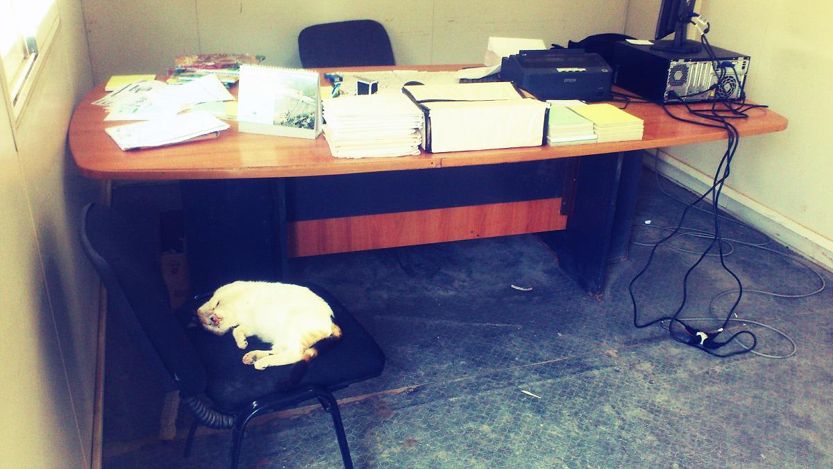 she don't care i work here, she just wants to sleep lol this cat visit my site office