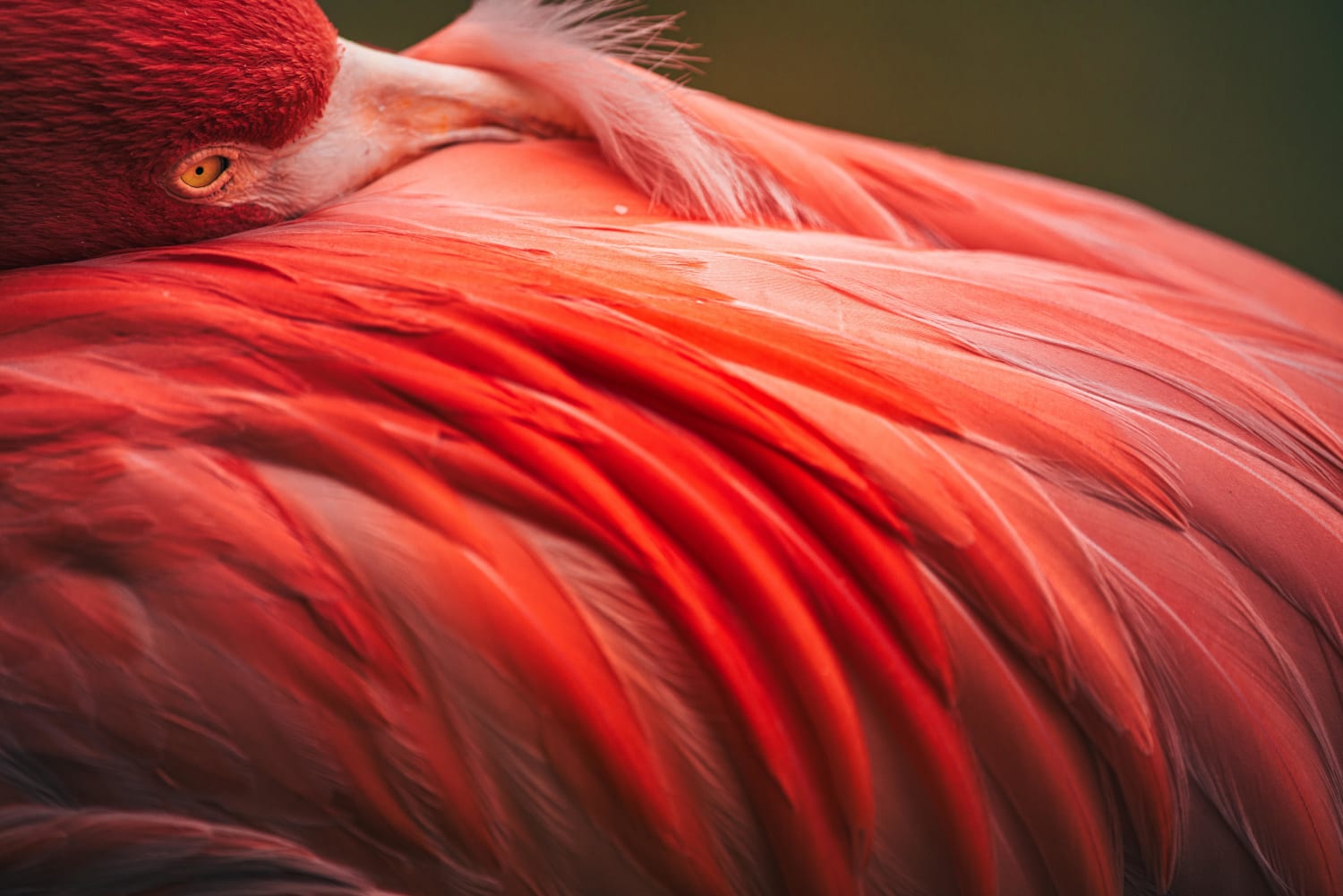 Beautiful feathers on this flamingo.