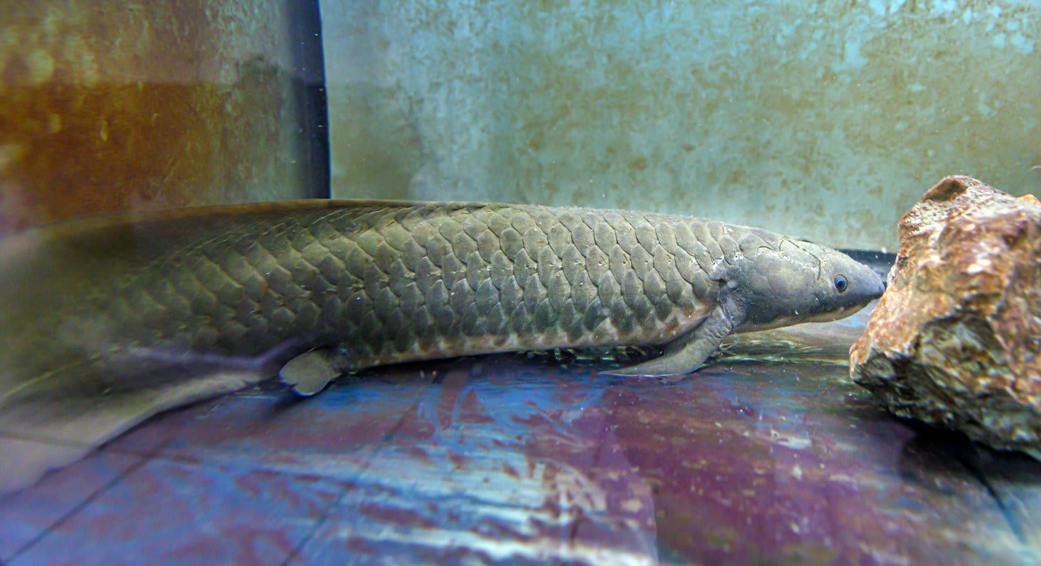 Australian Lungfish Has Biggest Genome Ever Sequenced
