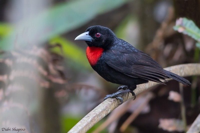 [1420/10977] Blue-billed Malimbe - Malimbus nitens Order: Passeriformes ...