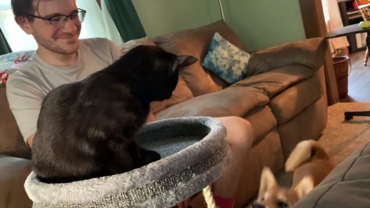 My Shiba trying to knock my mom's kitten off her cat tree
