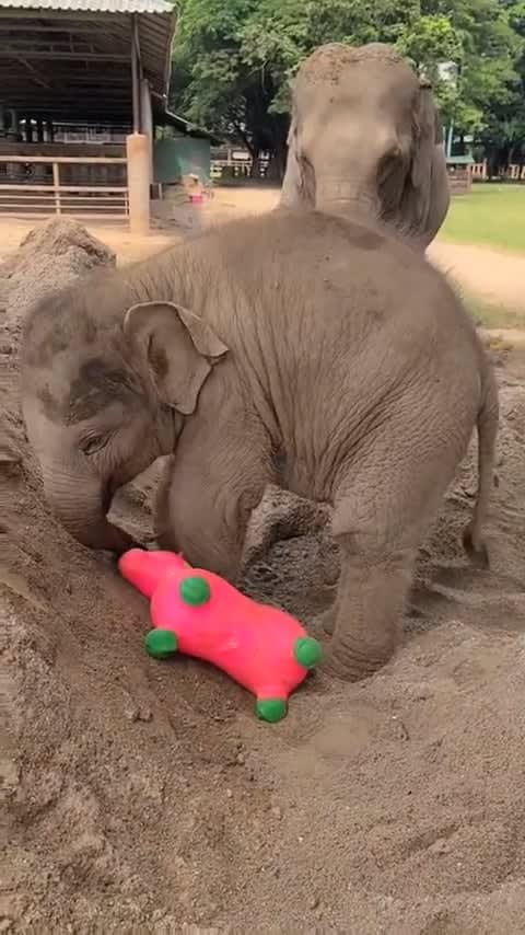 Baby elephant adores her new toy