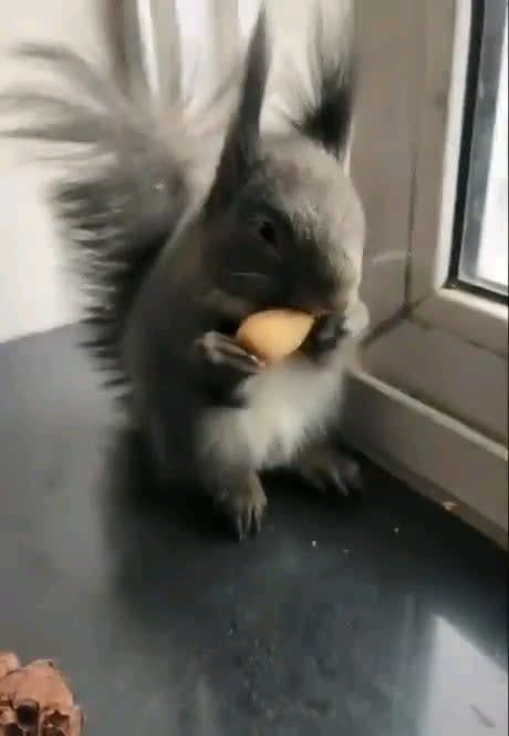 Squirrel has learned how to barter