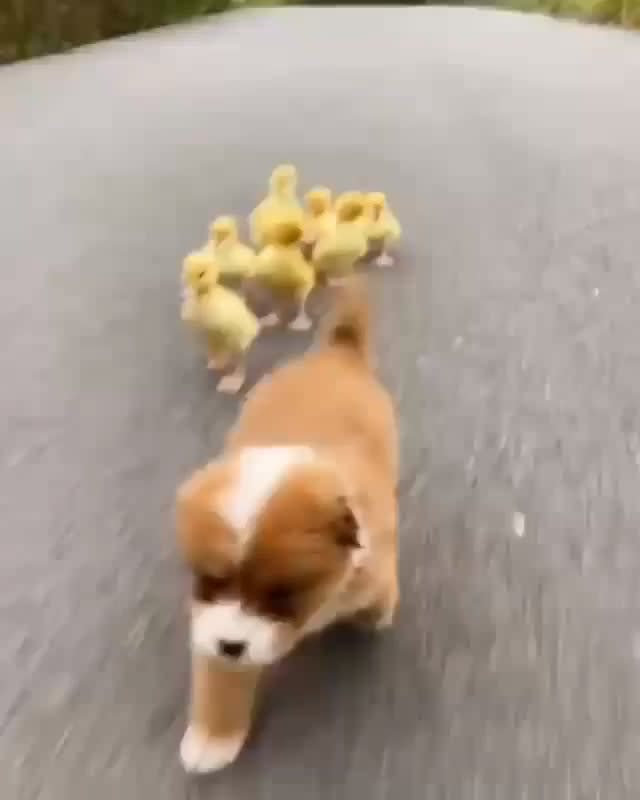 Puppy chased by gang of tiny dinosaurs