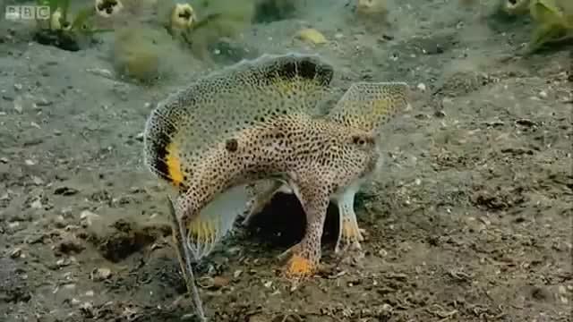 The handfish is a type of anglerfish that prefers to use its fins as "hands" to move around on the sea floor rather than swimming, though it will certainly use its tail to make a quick getaway, if necessary. It is found in the coastal waters of southern and eastern Australia, including Tasmania.